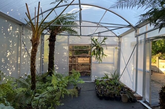 Ferns inside a polytunnel.