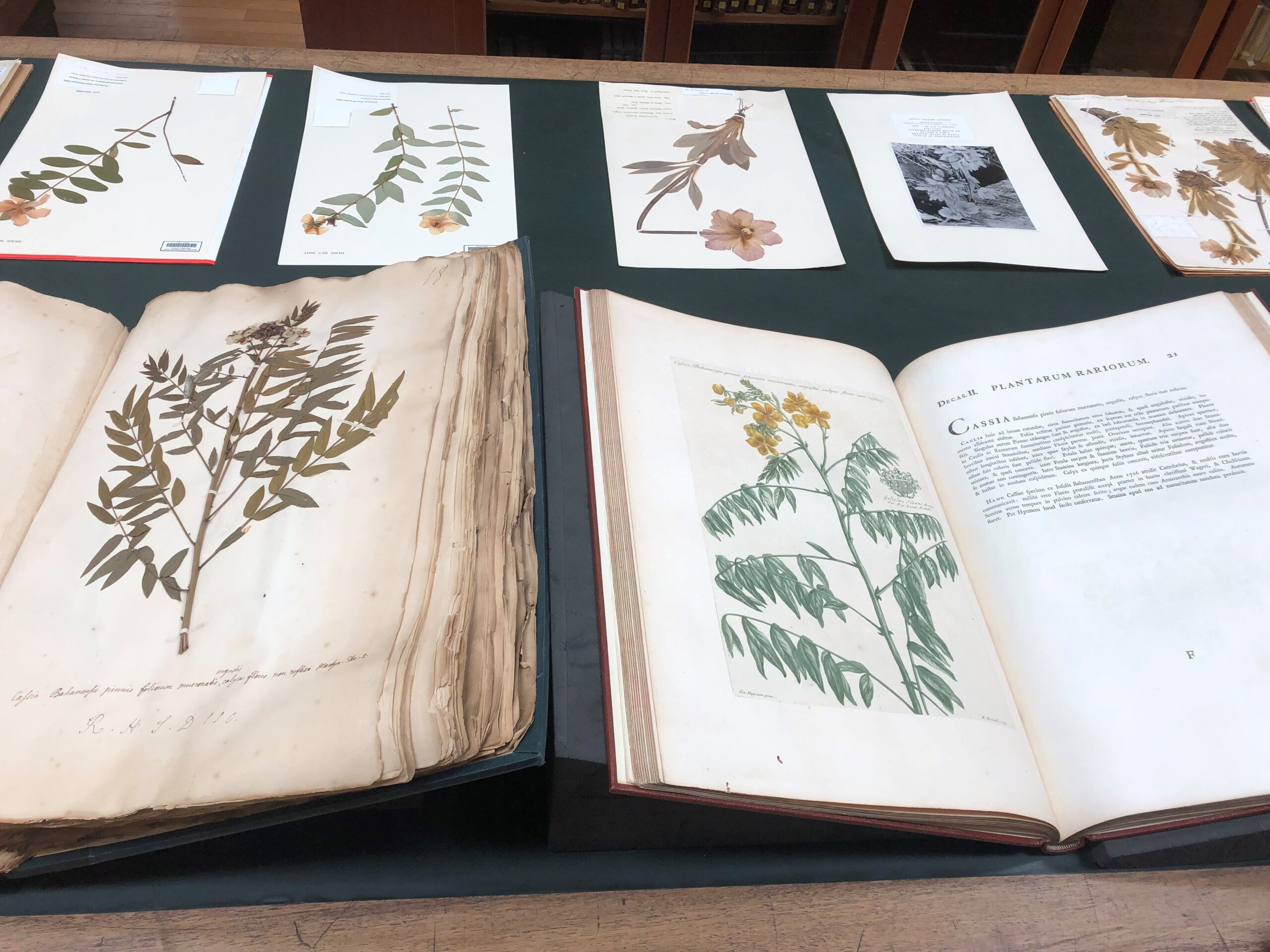 Philip Miller’s Herbarium - Chelsea History Festival - Chelsea Physic ...